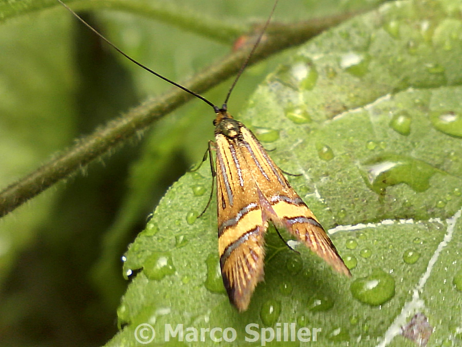 Nemophora degeerella